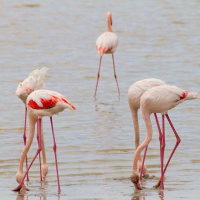 Larnaca Salt Lake